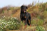 BEAUCERON 375